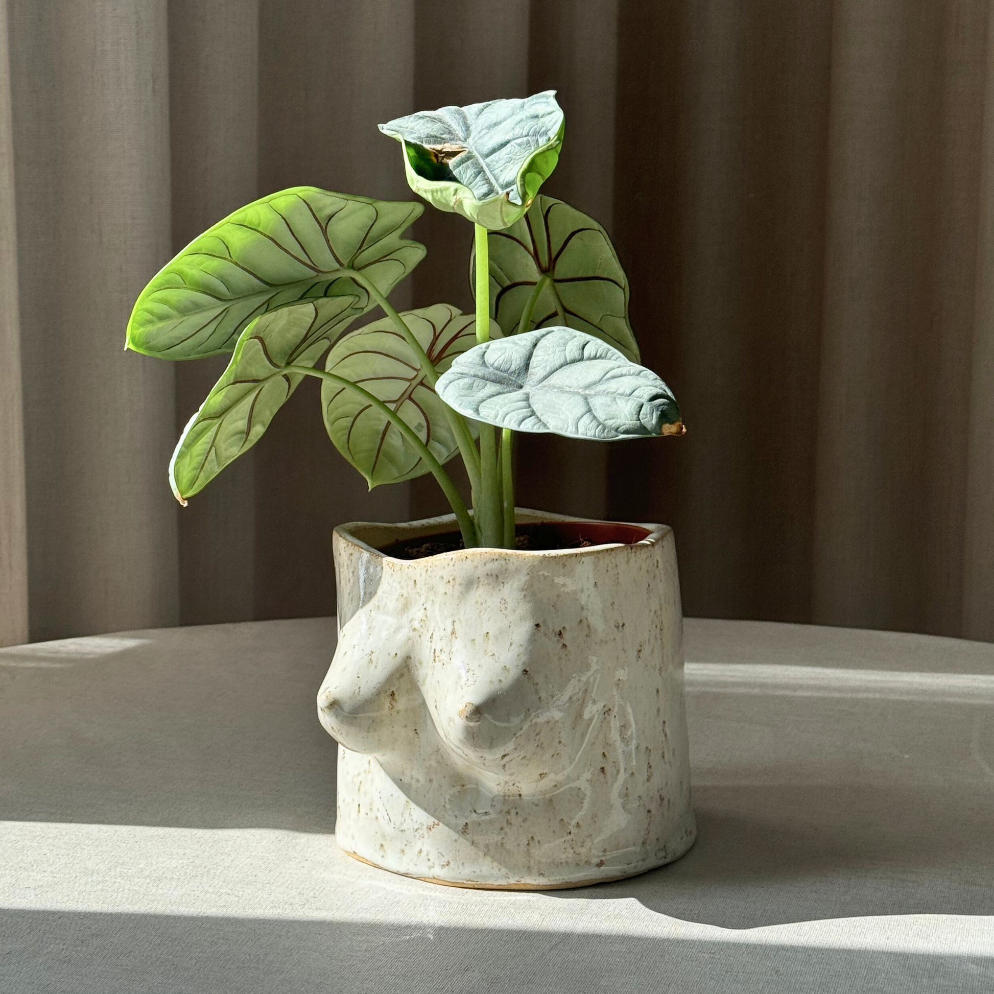 Saleta boobie pot - Saleta